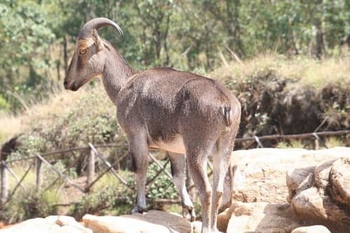 Nilgiri Tahr