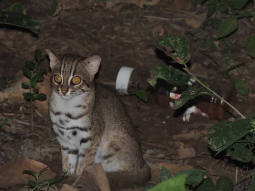 Rusty-Spotted Cat (Prionailurus rubiginosus) — wildlife photography in India