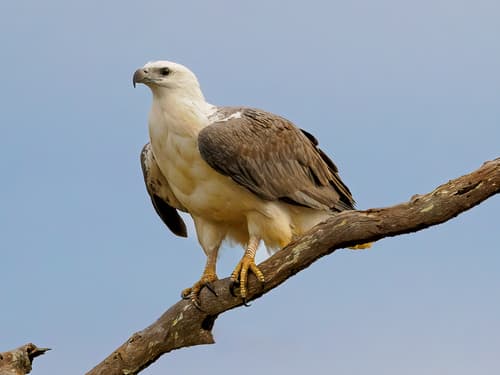 White-Bellied Sea Eagle (Icthyophaga leucogaster) — wildlife photography in India