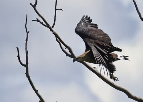 Pallas's Fish Eagle