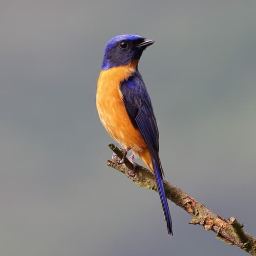 Vivid Niltava (Niltava vivida) — wildlife photography in India