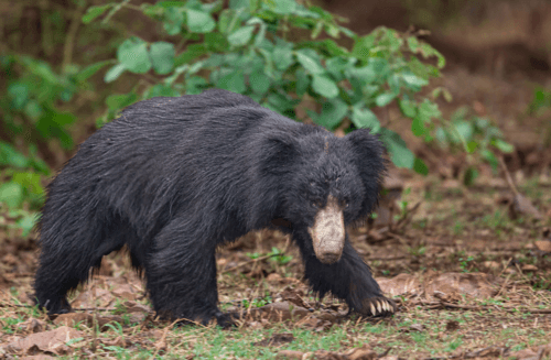 Sloth Bear