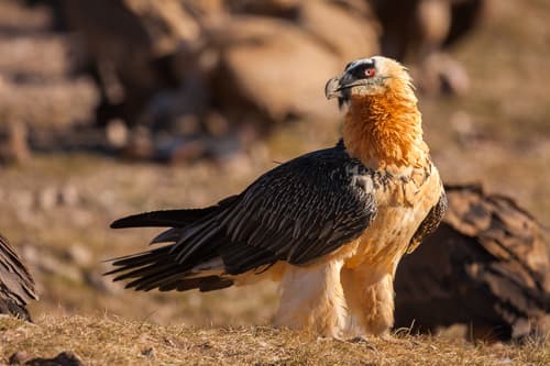 Lammergeier (Bearded Vulture) (Gypaetus barbatus) — wildlife photography in India
