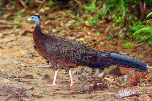 Great Argus (Argusianus argus) — wildlife photography in India