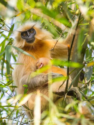 Golden Langur