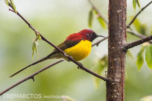 Mrs Gould's Sunbird (Aethopyga gouldiae) — wildlife photography in India